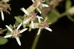 Toothed whitetop aster 